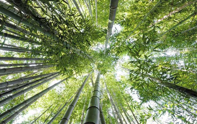 Bamboo forest looking into sky