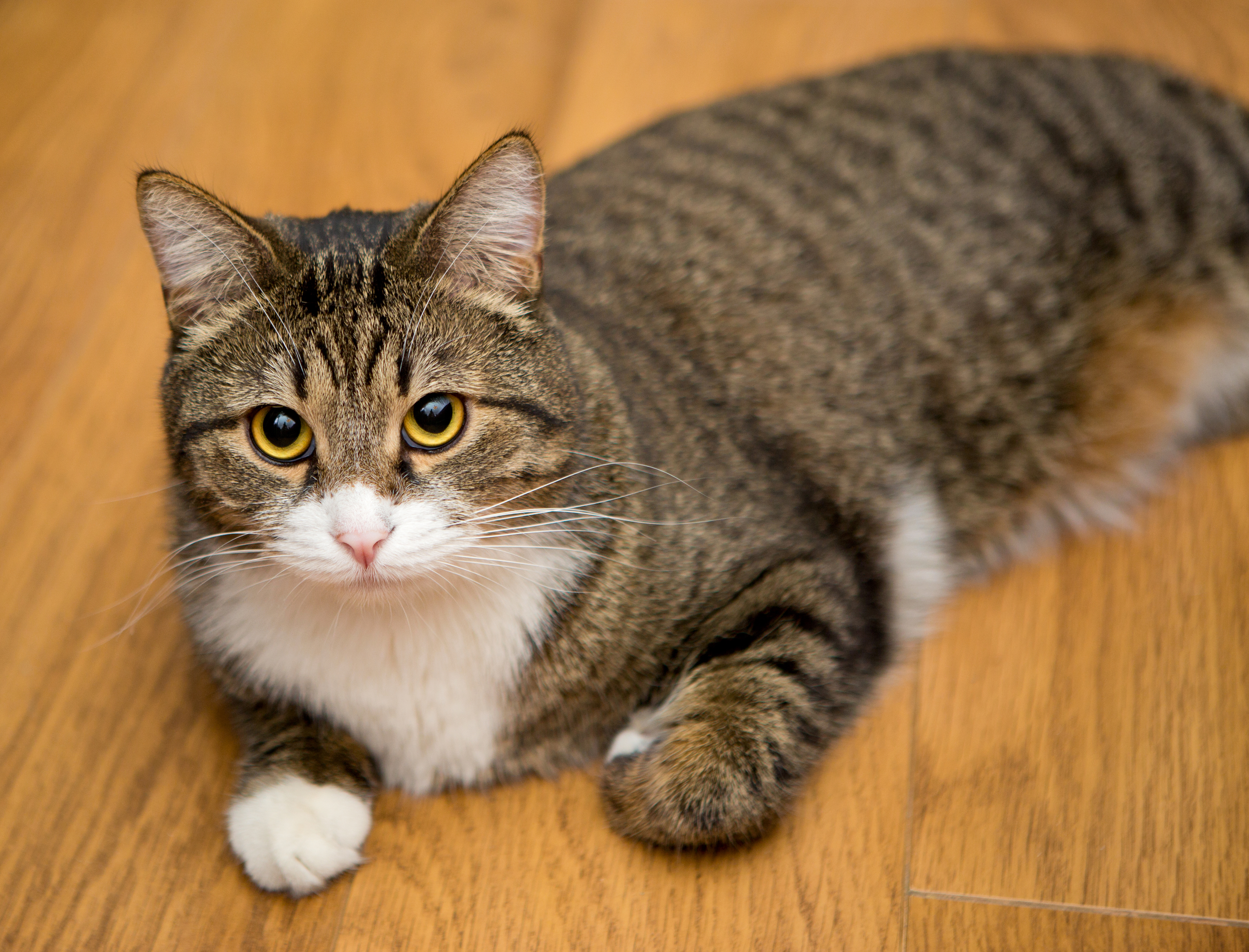 cat on wooden flooring